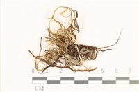 藏品(齒邊廣萼苔)的圖片