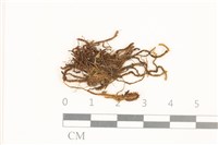 藏品(齒邊廣萼苔)的圖片