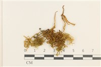 藏品(燕尾蘚)的圖片