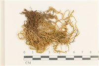 藏品(大濕原蘚)的圖片