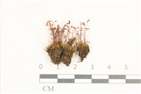 藏品(角齒蘚)的圖片