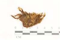 藏品(節莖曲柄蘚)的圖片