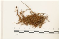 藏品(皺葉牛舌蘚)的圖片