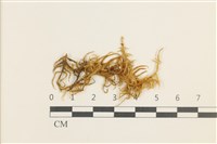 藏品(大濕原蘚)的圖片