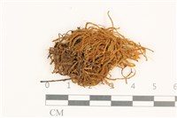 藏品(齒邊廣萼苔)的圖片