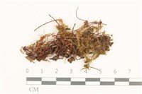 藏品(真蘚)的圖片