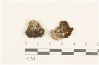 藏品(真蘚)的圖片