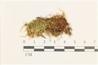 藏品(細枝青蘚)的圖片