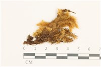 藏品(仙鶴蘚)的圖片