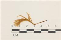 藏品(溪邊青蘚)的圖片