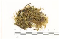 藏品(粗齒雉尾蘚)的圖片