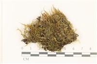 藏品(粗齒雉尾蘚)的圖片