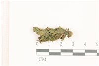 藏品(小蛇苔)的圖片