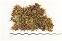 藏品(厚角鞭苔)的圖片