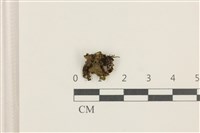 藏品(蛇苔)的圖片