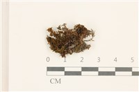 藏品(仙鶴蘚)的圖片