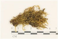 藏品(粗齒雉尾蘚)的圖片