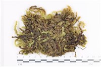 藏品(大灰氣蘚)的圖片