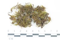 藏品()的圖片