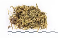 藏品(毛扭蘚)的圖片