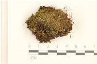 藏品(細葉真蘚)的圖片