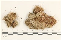 藏品(真蘚)的圖片