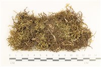 藏品(鞭苔,三裂鞭苔)的圖片