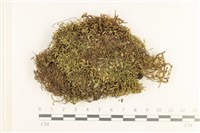 藏品(鞭苔,三裂鞭苔)的圖片