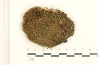 藏品(細葉真蘚)的圖片