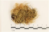 藏品(羽枝青蘚)的圖片