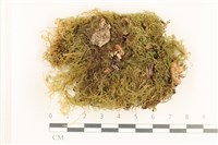 藏品(羽枝青蘚)的圖片