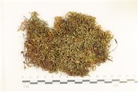 藏品(鞭苔,三裂鞭苔)的圖片