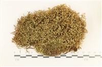 藏品(鞭苔,三裂鞭苔)的圖片