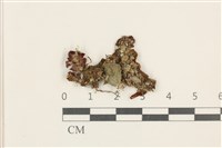 藏品(蛇苔)的圖片