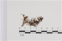 藏品(山羽蘚)的圖片