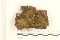 藏品(圓葉真蘚)的圖片