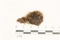 藏品(梨蒴曲柄蘚)的圖片