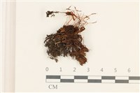 藏品(仙鶴蘚)的圖片