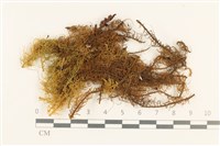 藏品(毛羽蘚)的圖片