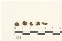 藏品(蕊形真蘚)的圖片