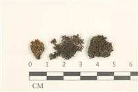 藏品(蕊形真蘚)的圖片