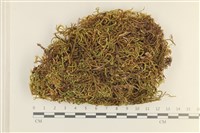 藏品(臺灣逆毛蘚)的圖片