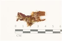 藏品(蛇苔)的圖片