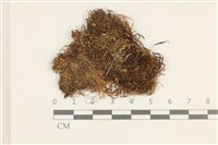 藏品(瓶蘚)的圖片