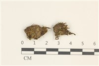 藏品(紅色異毛蘚)的圖片