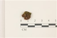 藏品(東亞昂氏蘚,東方昂氏蘚)的圖片