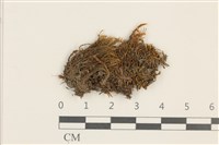 藏品(北方極地蘚)的圖片