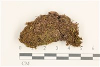 藏品(高山曲柄蘚)的圖片