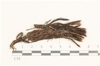 藏品(東亞曲柄蘚)的圖片