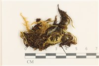 藏品(節莖曲柄蘚)的圖片